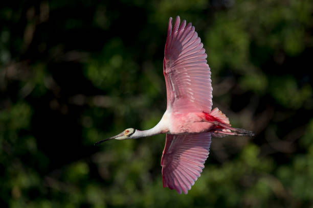 istock A Roseate Spoonbill flying in front of a dramatic dark background in the bright morning sunlight. 1207155083