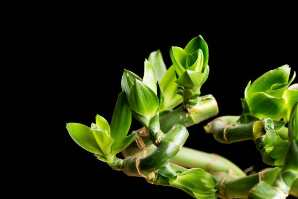 Dracaena sanderiana Sander Rich bamboo with beautiful appearance and high ornamental value bamboo twist stock pictures, royalty-free photos & images