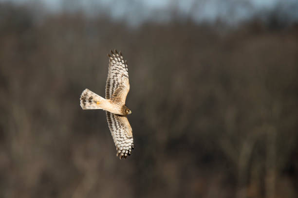 istock A Northern Harrier flies over an open field with a tree background in the winter on a bright sunny day. 1207155121