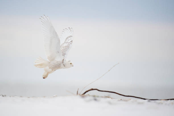 A Snowy Owl flies over a sandy beach in soft overcast light on a cold winter day. stock photo