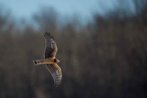 istock A Northern Harrier flies over an open field with a tree background in the winter on a bright sunny day. 1207155281