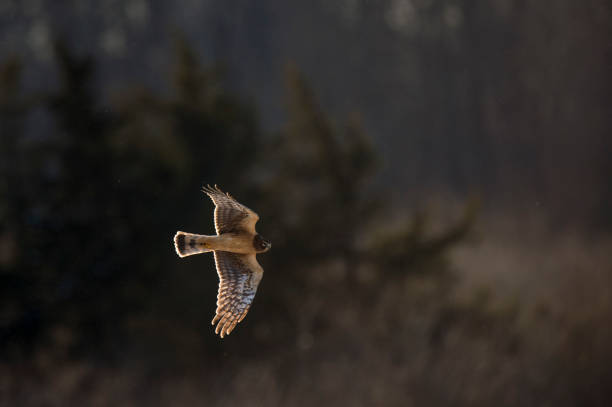istock A Northern Harrier flies in front of a dark background as it glows in the setting sunlight flying over an open field. 1207155347