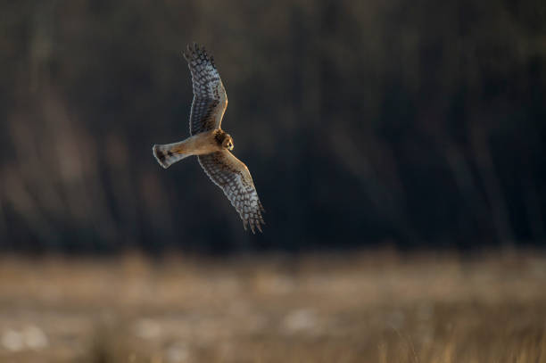 istock A Northern Harrier flies over an open field as the golden setting sunlight shines on it. 1207155502