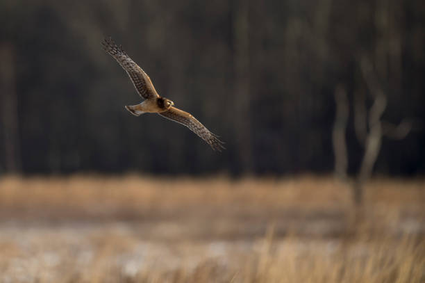istock A Northern Harrier flies over an open field with a tree background in the winter on a bright sunny day. 1207155579