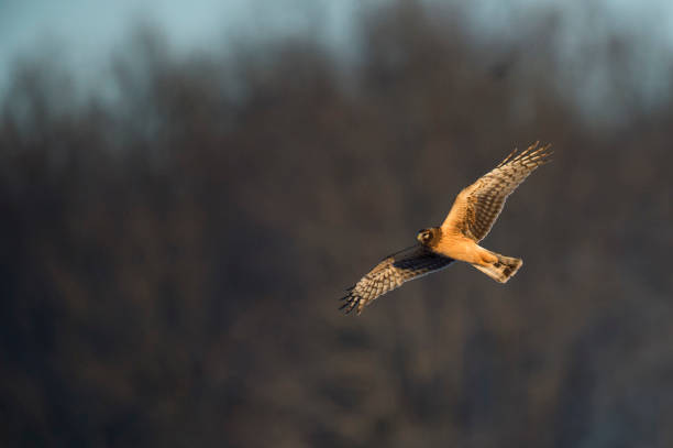 istock A Northern Harrier flies over an open field as the golden setting sunlight shines on it. 1207156228