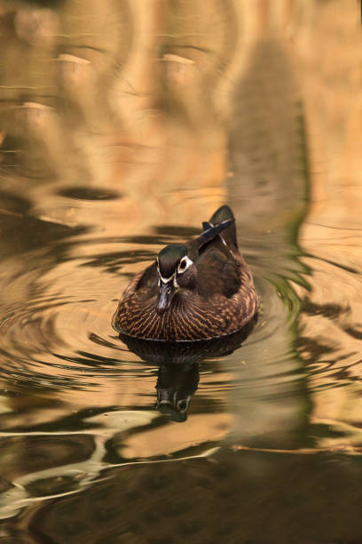 istock Brown female wood duck Aix sponsa 1207156317