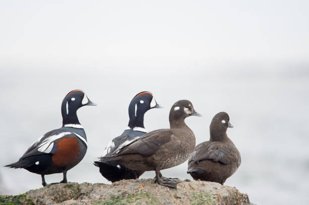 istock A small group of Harlequin Ducks perched on jetty rocks in soft overcast light. 1207156489