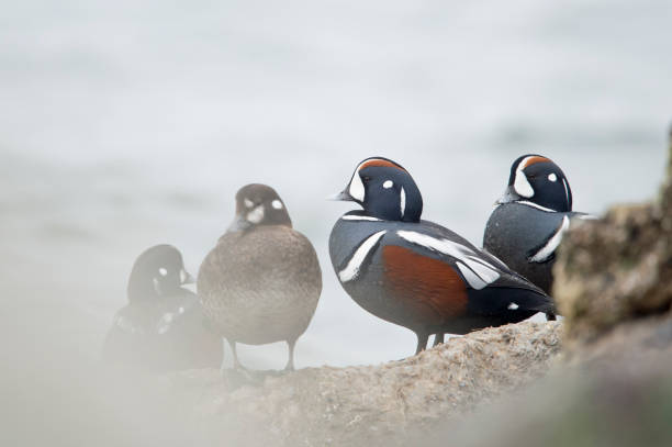 istock A small group of Harlequin Ducks perched on jetty rocks in soft overcast light. 1207156528
