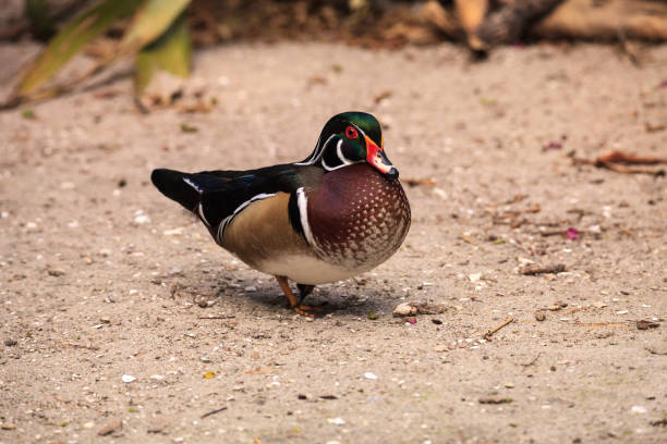 istock Bright male wood duck Aix sponsa 1207156874
