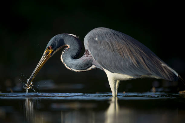 A Tricolored Heron stalks the shallow water in the early morning sun with a dark background and dramatic lighting. stock photo