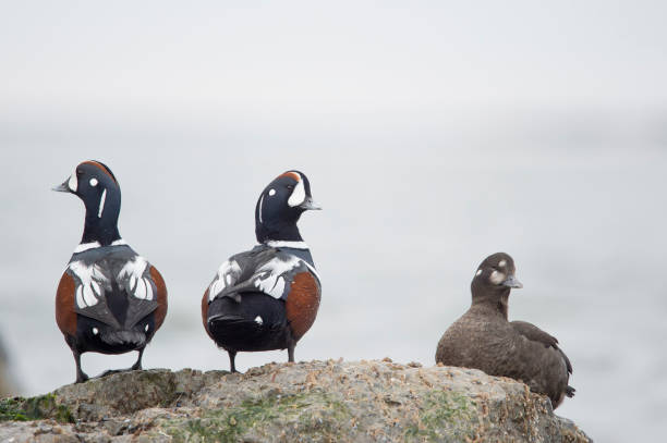istock A small group of Harlequin Ducks perched on jetty rocks in soft overcast light. 1207157354