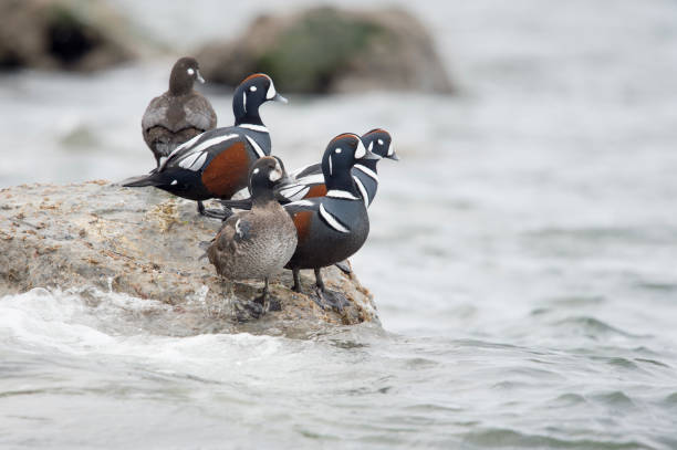 istock A small group of Harlequin Ducks perched on jetty rocks in soft overcast light. 1207158279