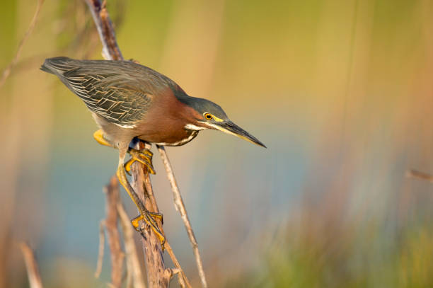 istock A Green Heron perched on a branch with a smooth green background in the bright morning sunlight. 1207158322
