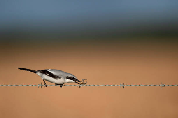 A Loggerhead Shrike placing a grasshopper on a barbed wire fence in the bright sunlight with a smooth brown, green and blue background.