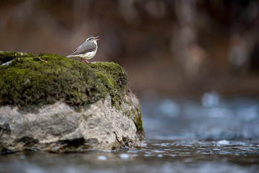 Louisiana Waterthrush perched on a large boulder in the water as it searches for small insects and invertabrates to eat in the soft overcast light.