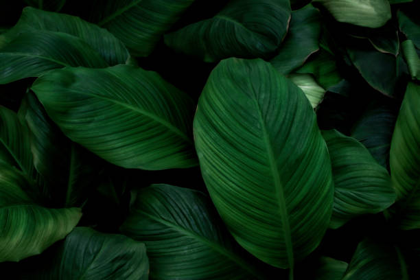 istock Close up, Spathiphyllum cannifolium leaf, abstract green texture, nature background, tropical leaf 1207161842