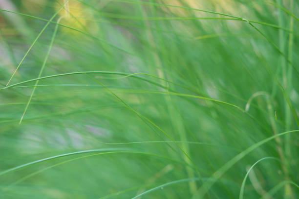 istock natural green background of green grass, selective focus 1207162217
