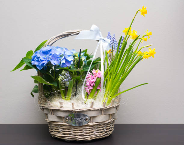 flowers in the basket - hydrangea gardening blue ornamental garden imagens e fotografias de stock