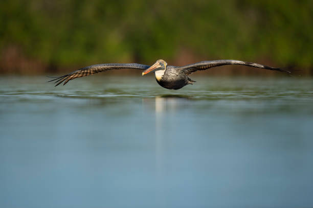 Brown Pelican gliding very low over the calm water with a smooth blue foreground in soft morning sunlight. stock photo