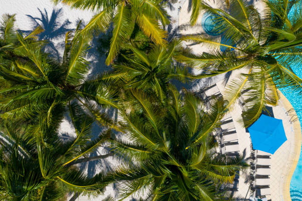 istock Coconut Palm trees from top view at Miami beach, Florida 1207163315