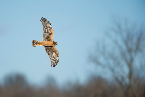 A Northern Harrier flies in front of a bright blue sky on a sunny winter day in an open field.