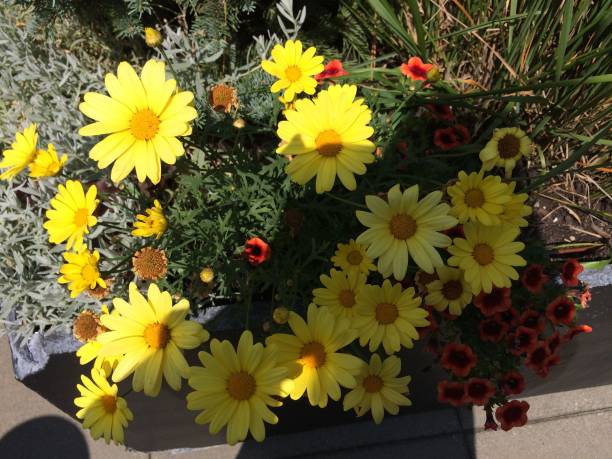 Little Lovely Flowers