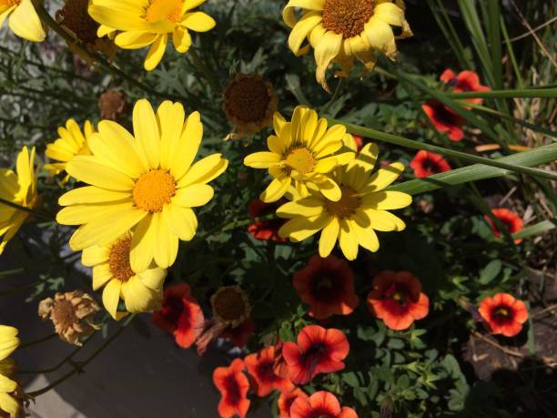 istock Little Lovely Flowers 1207163354