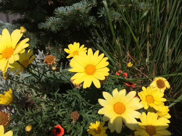 istock Little Lovely Flowers 1207163387