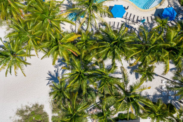 istock Coconut Palm trees from top view at Miami beach, Florida 1207163426