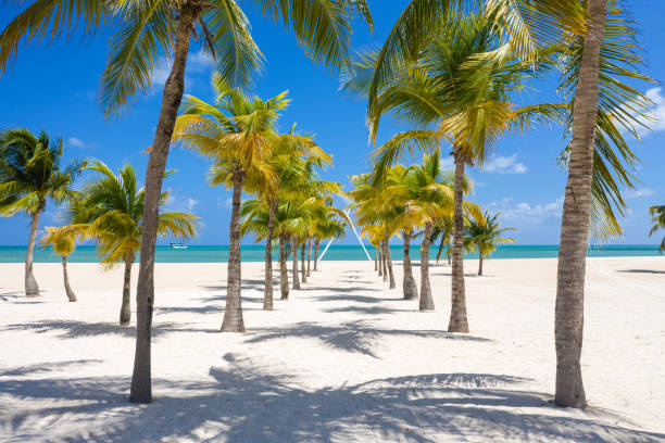Coconut Palm trees path to an idyllic white sand beach at Cozumel Island, Mexico Panoramic idyllic view of palm trees and white sand beach at Cozumel Island, Mexico cozumel photos stock pictures, royalty-free photos & images