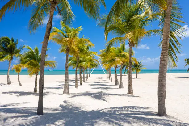Panoramic idyllic view of palm trees and white sand beach at Cozumel Island, Mexico