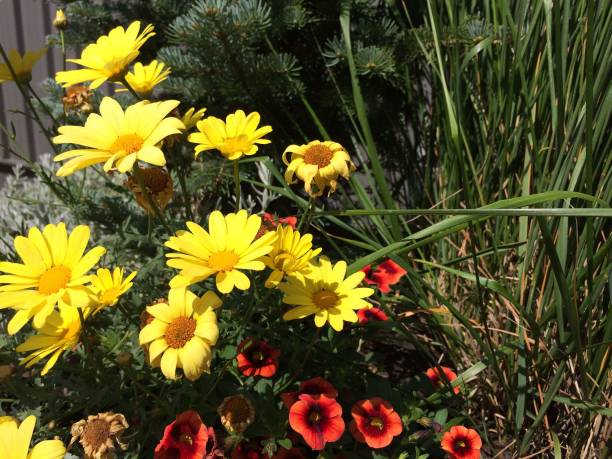 istock Little Lovely Flowers 1207163479