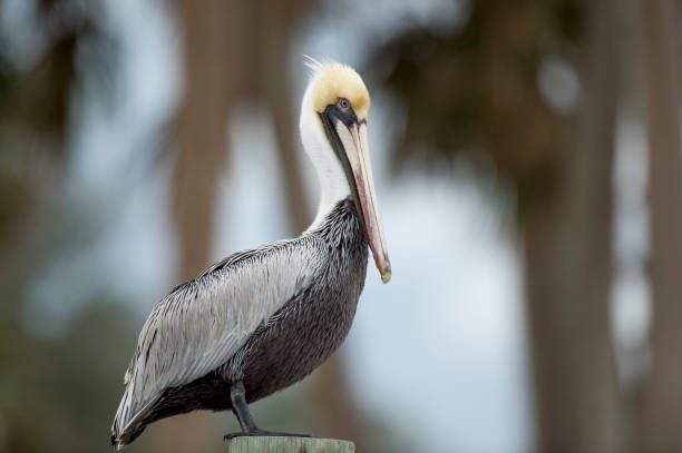 istock A Brown Pelican perched on a wooden pole in soft overcast light as it rests. 1207164748