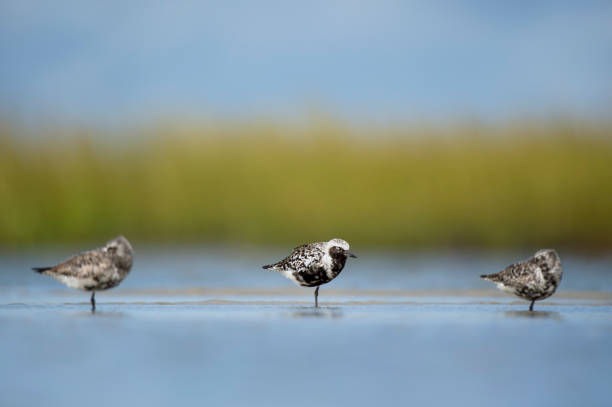 A trio of Black-bellied Plovers rest in the shallow water in soft light with a smooth green and blue background. stock photo