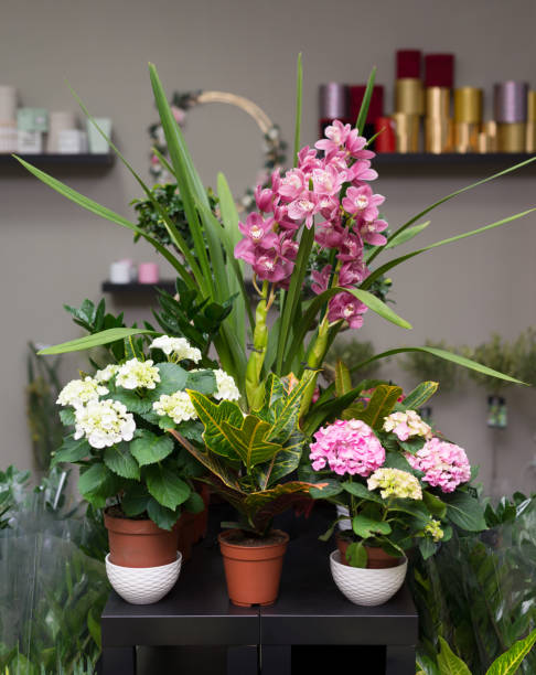 istock Flowers in the flower shop 1207165526