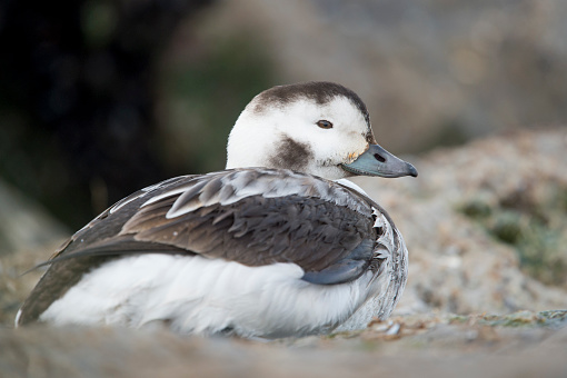 A female Long-tailed Duck rests on a jetty rock in the winter in soft overcast light.