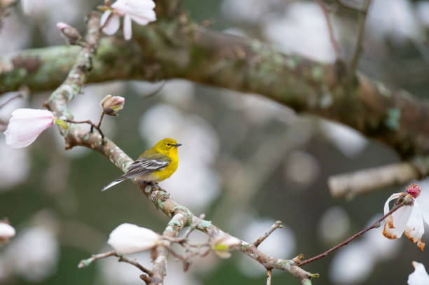 istock Bright yellow Pine Warbler perched in a flowering tree in spring in sotf overcast light. 1207167075