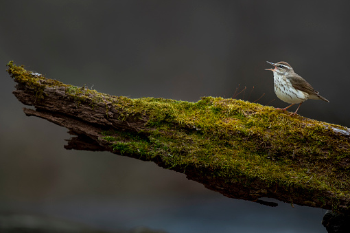 A Louisiana Waterthrush perched on a mossy log singing out loudly with a smooth gray background in overcast light.
