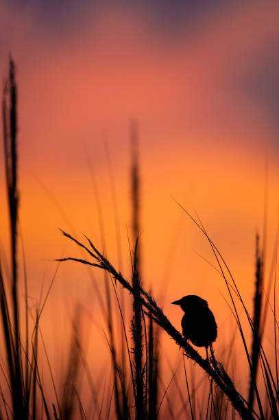 A Seaside Sparrow perched in marsh grass silhouetted against the bright pink and orange sunrise sky in the background.