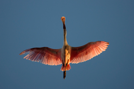 A Roseate Spoonbill flies directly overhead showing off its spoon shaped bill and bright pink wings against a blue sky.