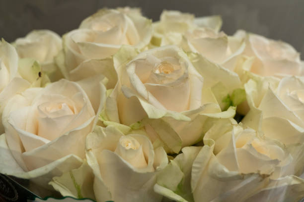 istock The Tops of Beautiful White Roses 1207168316