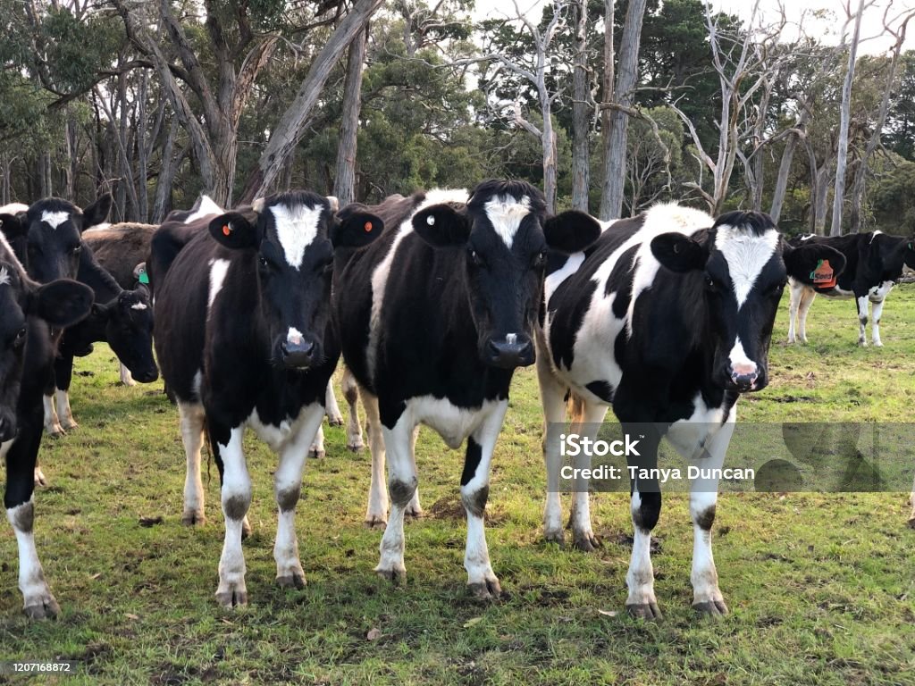 Sapi Sapi Tree Sapi Sapi Buku Harian Sapi Jersery Hitam Putih Sapi Sapi Negara Dengan ...