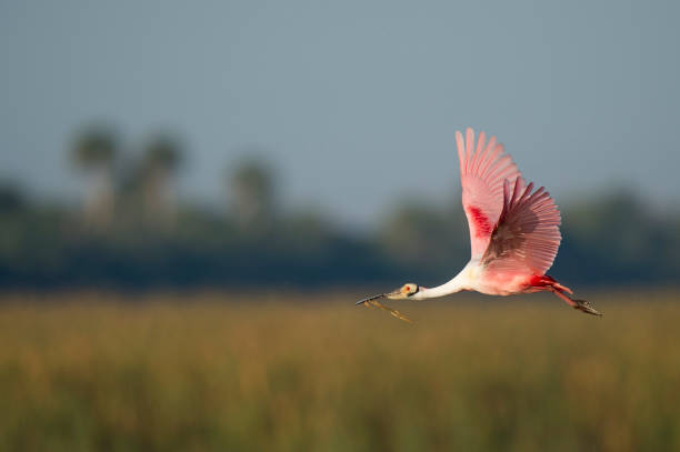 istock A Roseate Spoonbill flying with nesting material in its beak on a bright sunny day with a marsh grass background. 1207168914