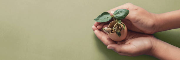 istock hands holding seedling in eggshells, montessori education , CSR Corporate social responsibility, Eco green sustainable living concept,zero waste, plastic free,world food day, responsible comsumption 1207169071