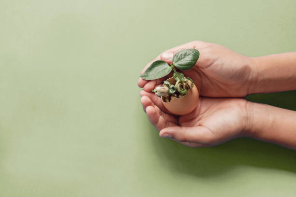 istock hands holding seedling in eggshells, montessori education , CSR Corporate social responsibility, Eco green sustainable living concept,zero waste, plastic free,world food day, responsible comsumption 1207169086