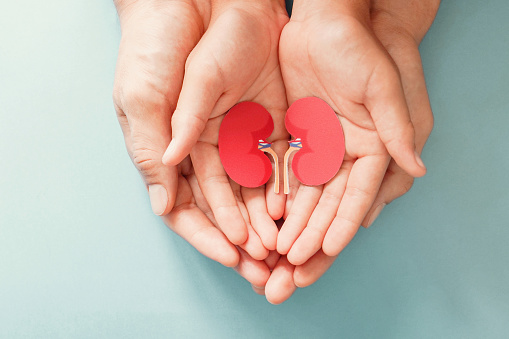 Adulto y niño sosteniendo papel en forma de riñón, día mundial del riñón, Día Nacional del Donante de Órganos, concepto de donación de caridad photo