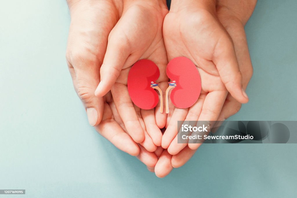 Adult and child holding kidney shaped paper, world kidney day, National Organ Donor Day, charity donation concept Kidney - Organ Stock Photo