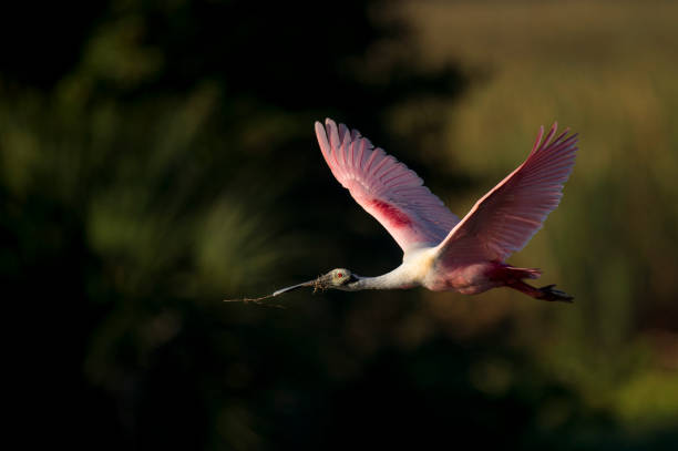 istock A Roseate Spoonbill flies in front of a dark black background with nesting material in its beak on a bright sunny day. 1207169114