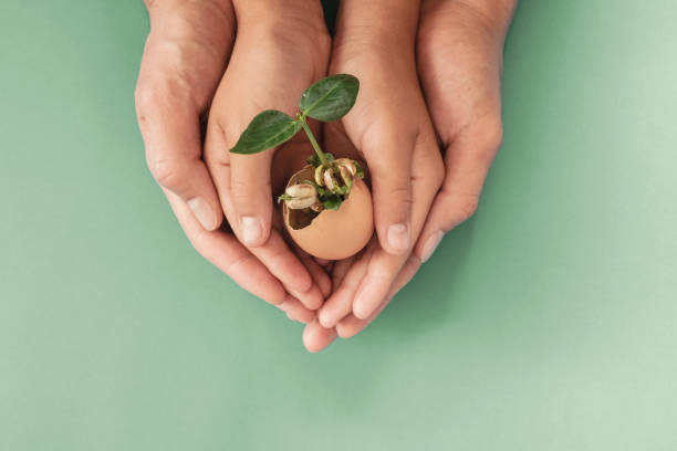 istock hands holding seedling in eggshells, montessori education , CSR Corporate social responsibility, Eco green sustainable living concept,zero waste, plastic free,world food day, responsible comsumption 1207169128