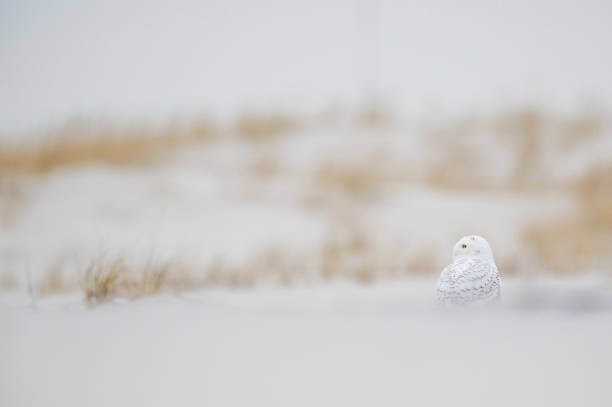 uma coruja nevada sentada na praia de areia com grama de dunas marrons em um dia de inverno nublado. - sandy brown day the americas north america - fotografias e filmes do acervo